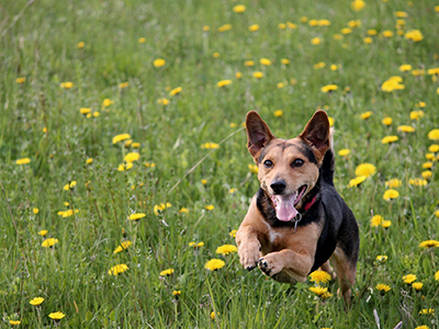 印西𠮷田地区-地域循環開発「スカリアの丘」ドッグラン