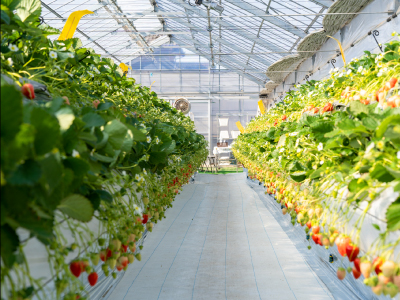 印西𠮷田地区-地域循環開発「スカリアの丘」野菜・果物収穫体験