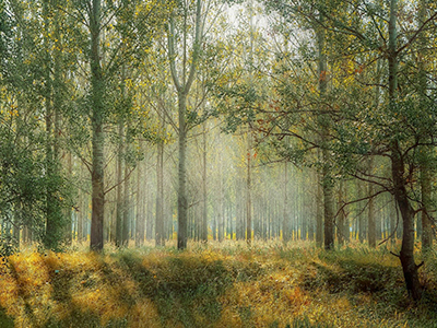 印西𠮷田地区-地域循環開発「スカリアの丘」環境保全